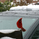 Northern Cardinal