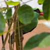 Javan Green Magpie