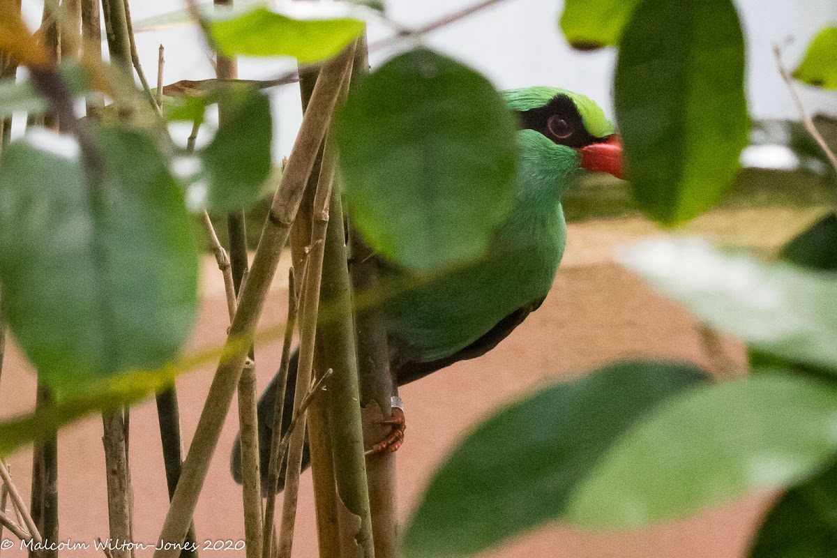 Javan Green Magpie