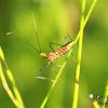 Milkweed Assassin Bug - nymph