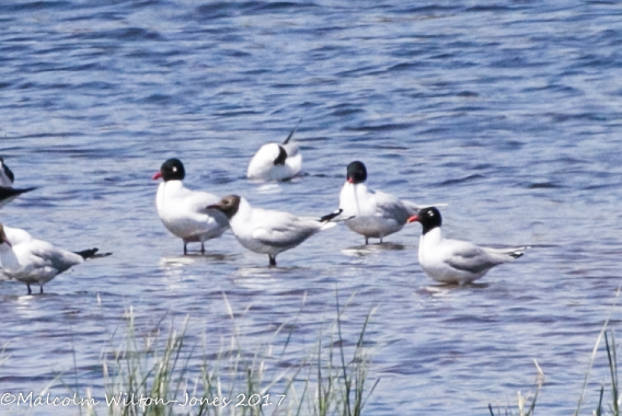 Mediterranean Gull; Gaviota Cabicinegra