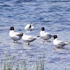 Mediterranean Gull; Gaviota Cabicinegra