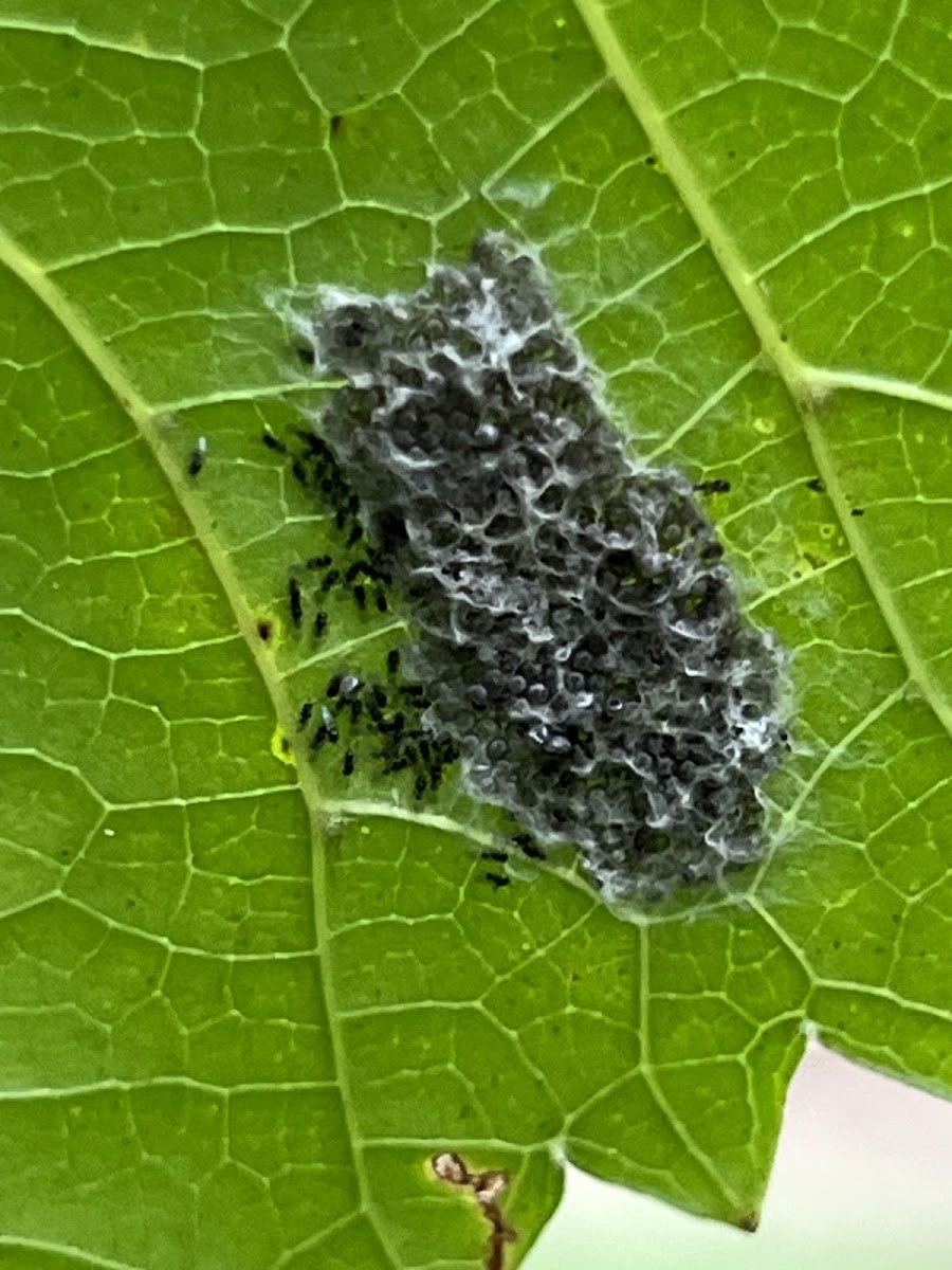 Parasitized Moth Eggs