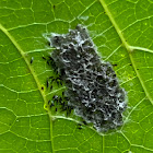 Parasitized Moth Eggs