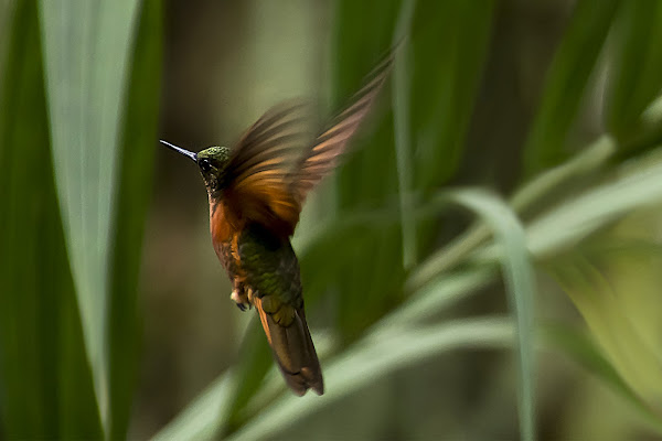 Leggerezza  in volo di Nefti-Monica