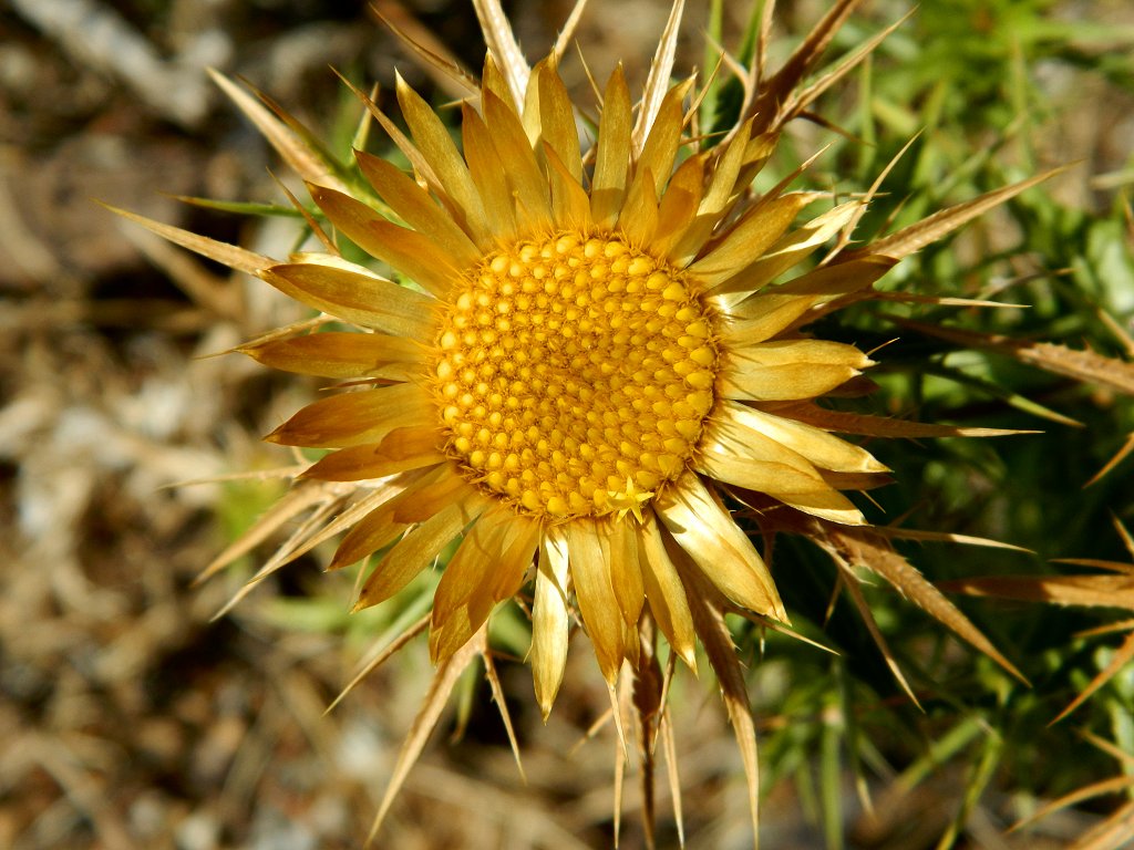 Clustered Carline Thistle (Καρλίνα)