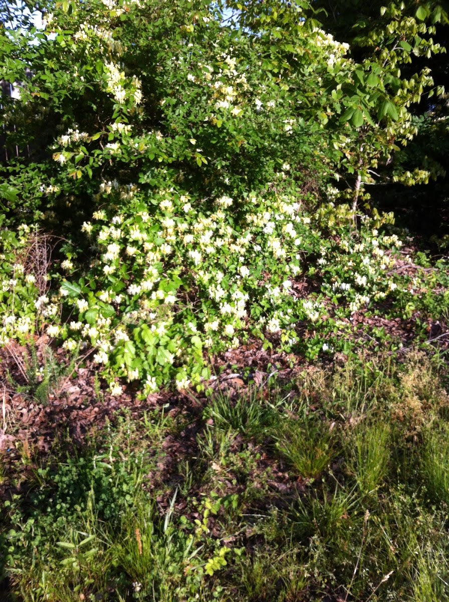 honeysuckle