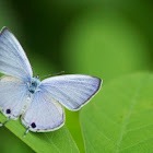 Plains Cupid