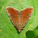 Noctuid Moth