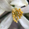 Lemon blossoms