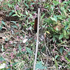 Woolly bear Caterpillar