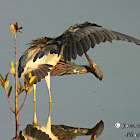 Tricolored Heron