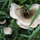 Possibly a Chanterelle Mushroom