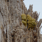 Dog Vomit Slime Mold