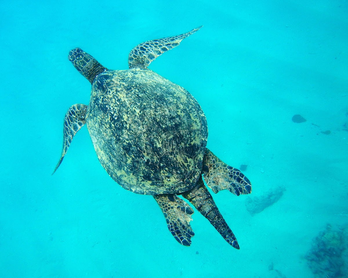 Green Sea Turtle