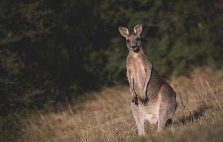 Kangaroo small promo image