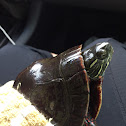 Painted turtle