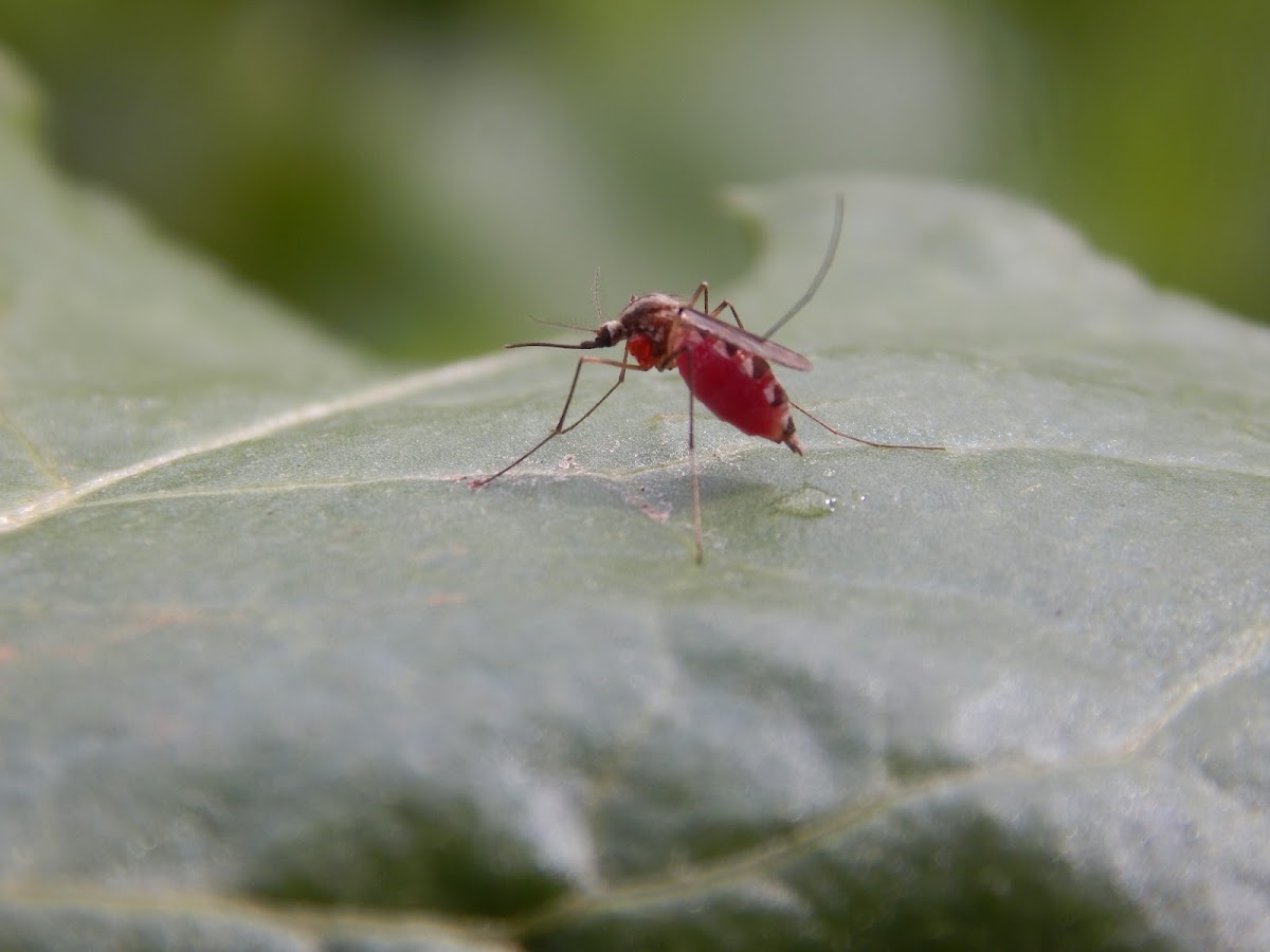 Aedes Mosquito (Female)