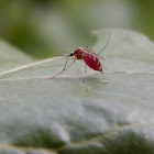 Aedes Mosquito (Female)