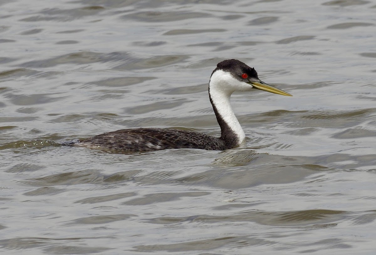 Western Grebe