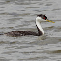 Western Grebe