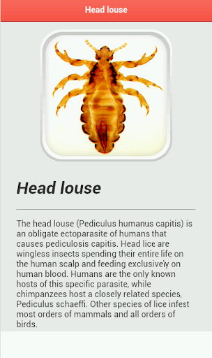 Head louse