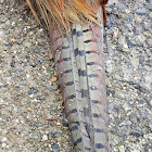 Ring Necked Pheasant tail