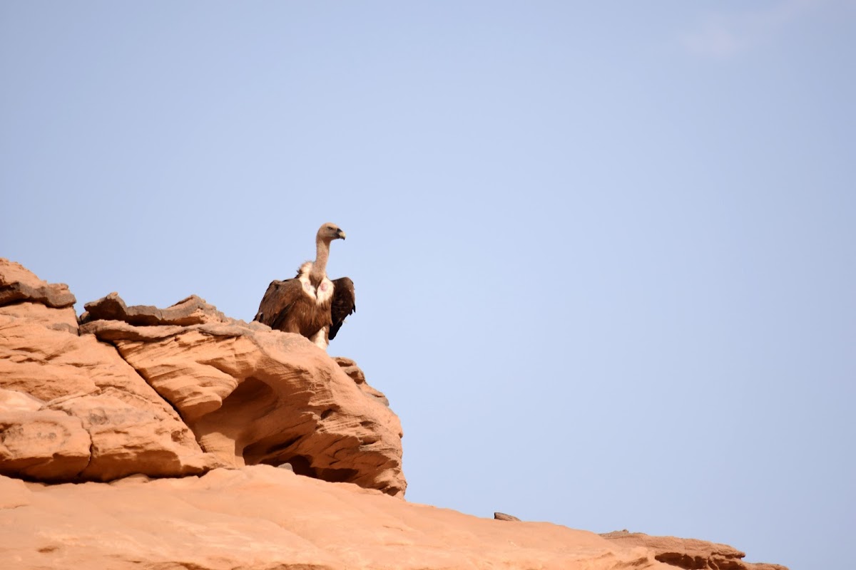 Griffon Vulture