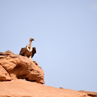 Griffon Vulture