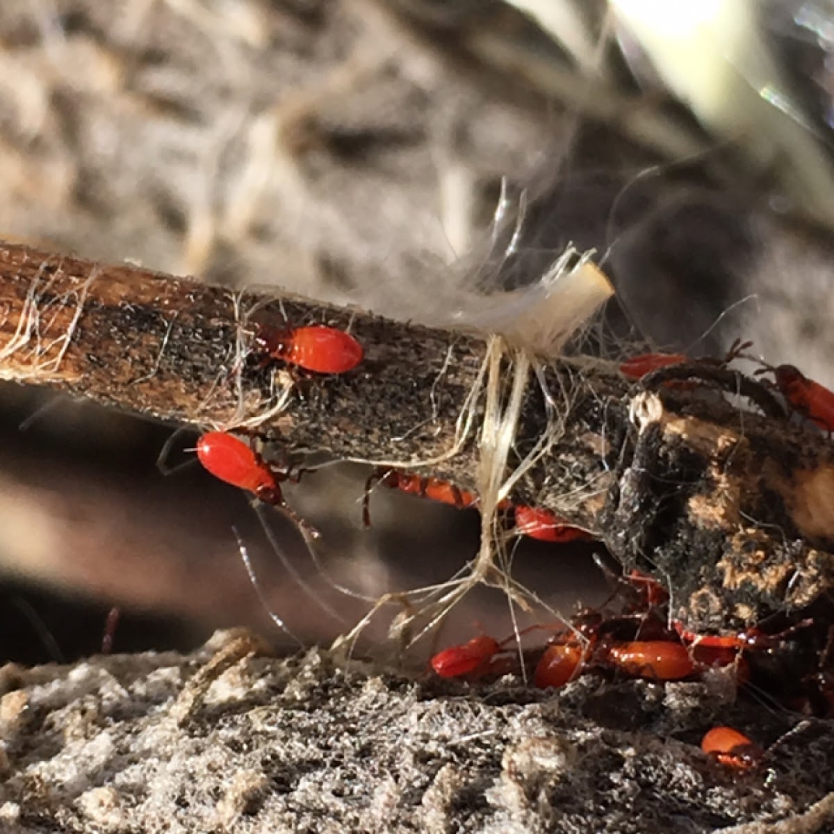 Milkweed Bug