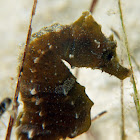 Short-snouted seahorse