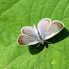 Tiny Grass Blue