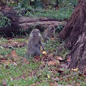 Long-tailed Macaque