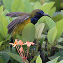 Olive-backed Sunbird