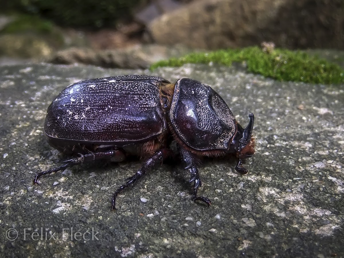 Coconut Rhinoceros Beetle