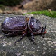 Coconut Rhinoceros Beetle