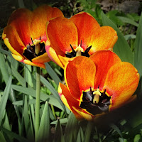 Tulipani di 