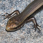 Common Sun Skink (Juvenile)