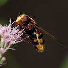 Hornet mimic hoverfly