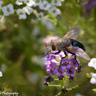 Tachninid Fly