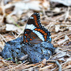 White Admiral