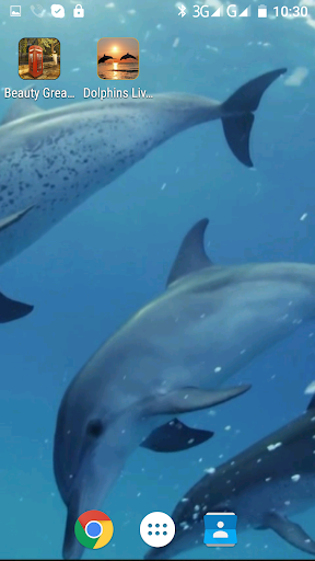 免費下載個人化APP|Dolphins Live Video Wallpaper app開箱文|APP開箱王