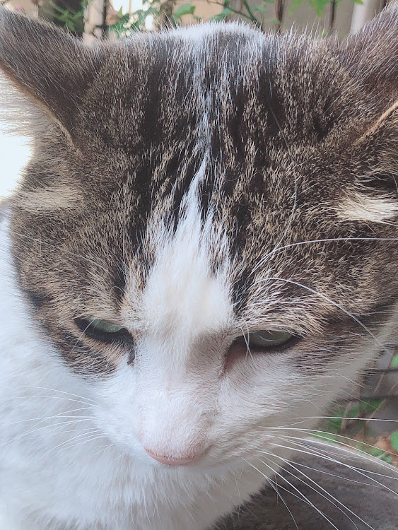 セレナのさばやまさばおさん・CT愛猫部・痩せたいに関するカスタム事例の投稿画像3枚目