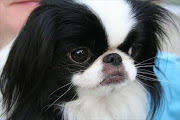 A Japanese Chin. File photo.