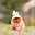Animal Wallpaper Download on Windows