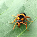 Large mud-nest wasp