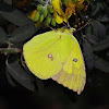 Clouded Sulphur