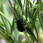 Desert Stink Beetle