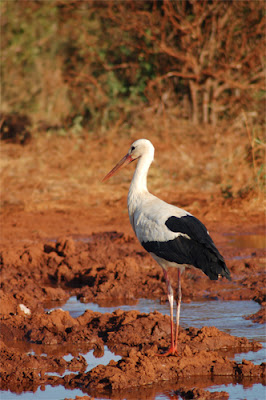 In kenya! di zromina