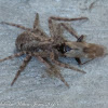 Huntsman Spider